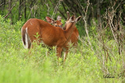 Cerfs de Virginie_2_1.jpg