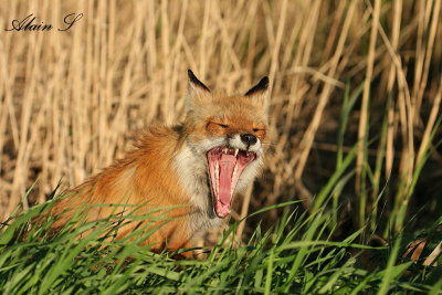Grosse fatigue_2_1.jpg
