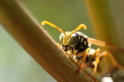 Macro