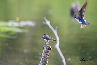 Hirondelle bicolore / Tree Swallow