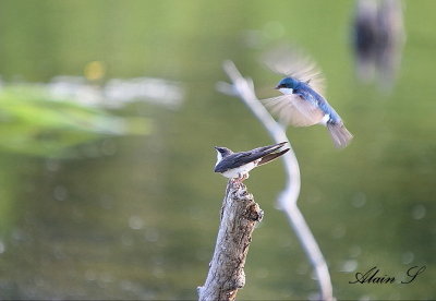 Hirondelle bicolore / Tree Swallow