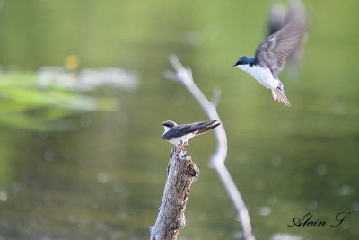 Hirondelle bicolore / Tree Swallow
