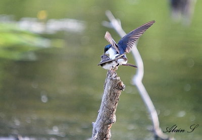 Hirondelle bicolore / Tree Swallow