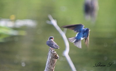 Hirondelle bicolore / Tree Swallow