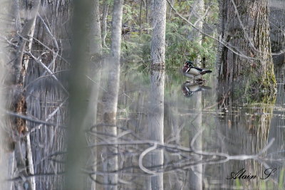 Canard branchu / Wood duck (pair)