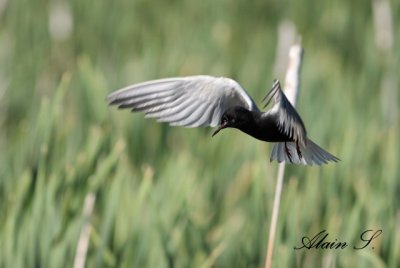 Guifette noire / Black Tern 2671