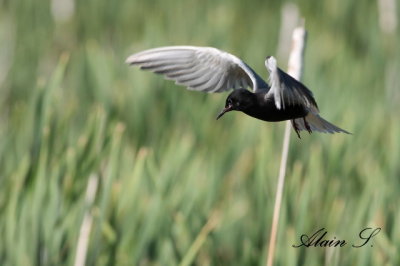 Guifette noire / Black Tern 2672