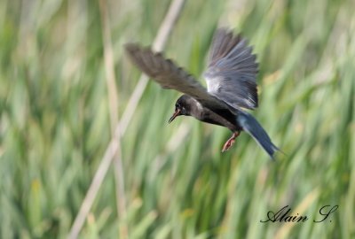 Guifette noire / Black Tern 2677