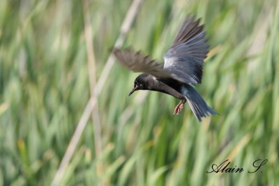 Guifette noire / Black Tern_2678