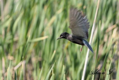 Guifette noire / Black Tern 2688