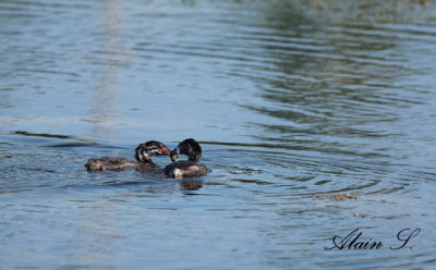 Grbe  bec bigarr / Pied-billet Grebe_2739