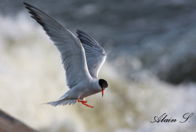 Sterne pierregarin / Common Tern_4202