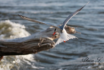 Sterne pierregarin / Common Tern_4279