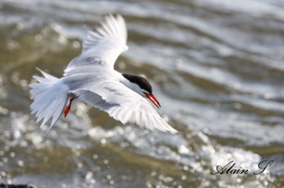 Sterne pierregarin / Common Tern_4353