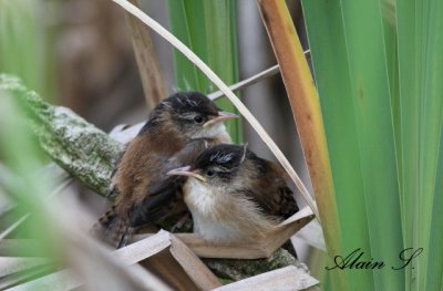 Troglodyte des marais / Marsh Wren_4793