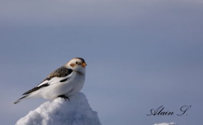 Bruant des neiges / Snow Bunting_8811