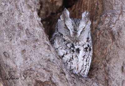 Petit-duc macul / Eastern Screech-Owl_9279