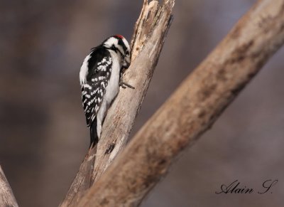 Pic mineur / Downy Woodpecker_9614