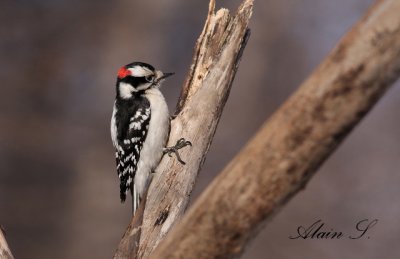Pic mineur / Downy Woodpecker_9615
