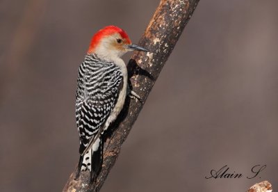 Oiseaux