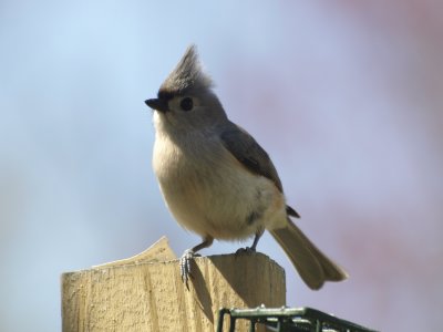Tufted Titmouse