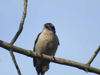 Woodpeckers