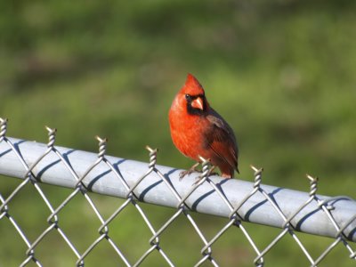 Cardinal