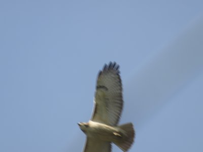 _4254530_01.JPG