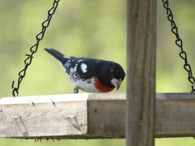 Rose-breasted Grosbeak