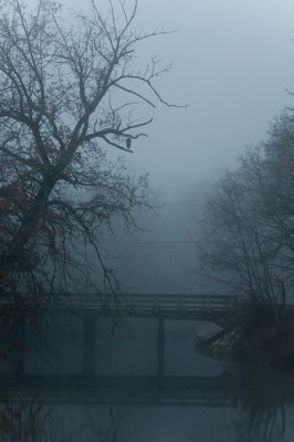 Heron in the Mist
