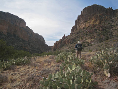 Prickly pear