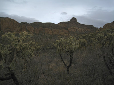 Jumping cholla forest