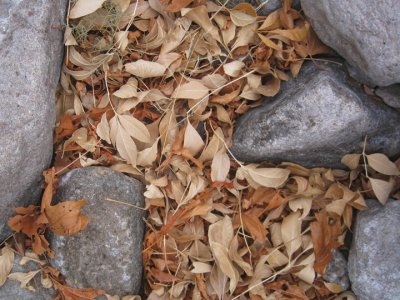 Leaves and volcanic rock
