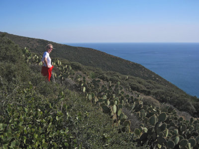 Standing in a Prickly Pear stand