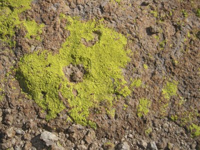 Lichen