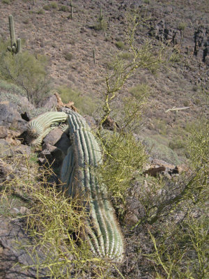One of the fallen saguaros