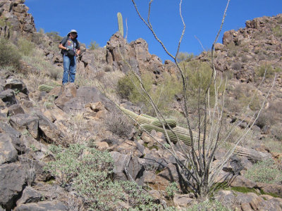 Sad to see a 200+ year old saguaro overturned