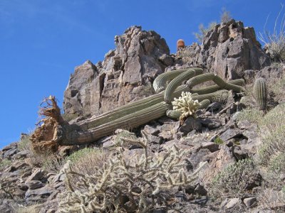 Feeble root system shows how vulnerable the saguaro is