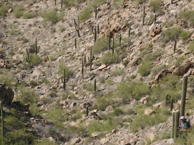 Part of the scramble down through a saguaro-speckled ravine