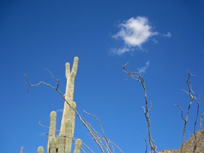Twinned saguaro