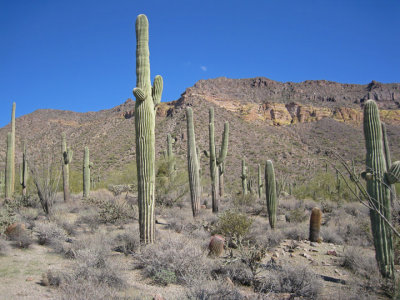 Pass Mountain.  The distinct light-colored band is the Geronimo Head formation made of volcanic rhyolite tuff