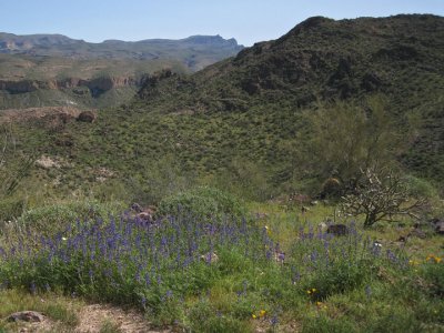 Arizona lupine in the foreground, the Flatiron in the back