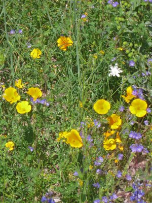 Poppies and purple flagrahalapaloopa