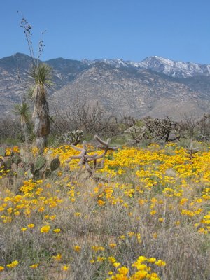 Poppies, yucca, and Mt Graham