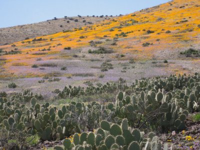 Prickly pear and poppies 2