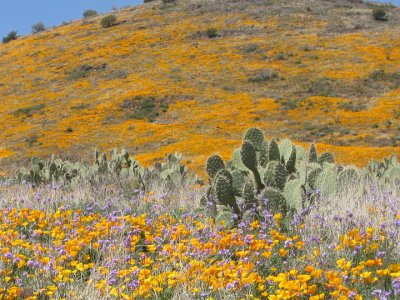 Prickly pear and poppies 3