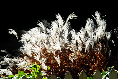 alley plants