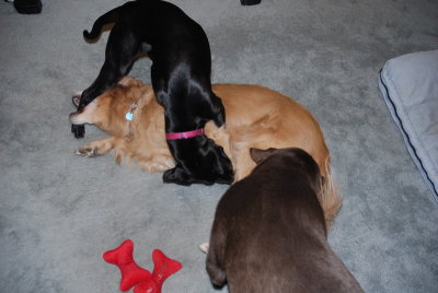 biting is love