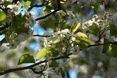 blooms in the tapioca