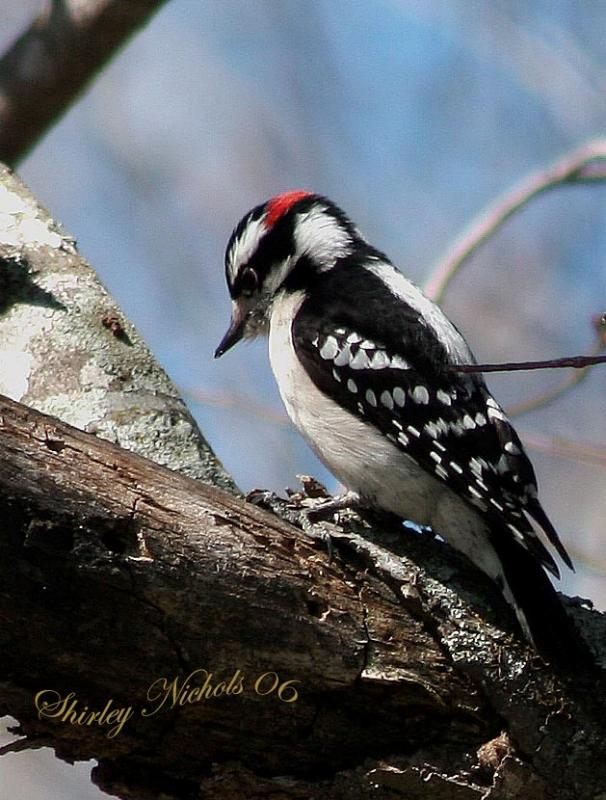 Downy woodpecker.jpg